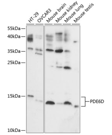 PDE6D Rabbit Polyclonal Antibody