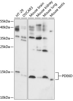 PDE6D Rabbit Polyclonal Antibody
