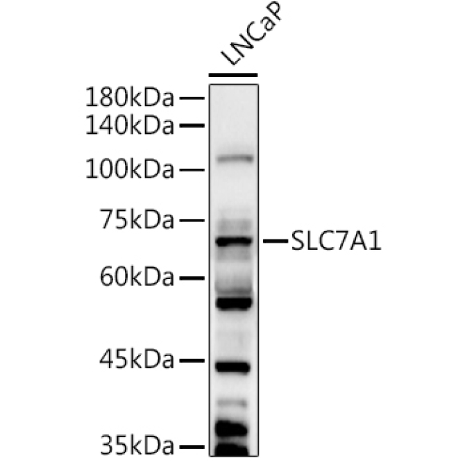 SLC7A1 Rabbit Polyclonal Antibody