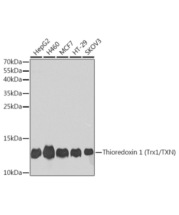 Thioredoxin 1 (Trx1/TXN) Rabbit Polyclonal Antibody