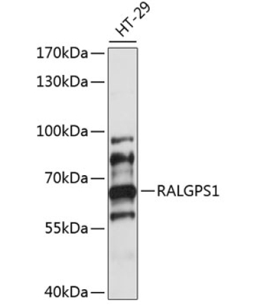 RALGPS1 Rabbit Polyclonal Antibody