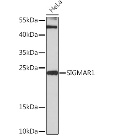 SIGMAR1 Rabbit Polyclonal Antibody