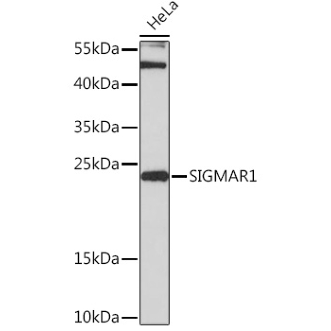 SIGMAR1 Rabbit Polyclonal Antibody