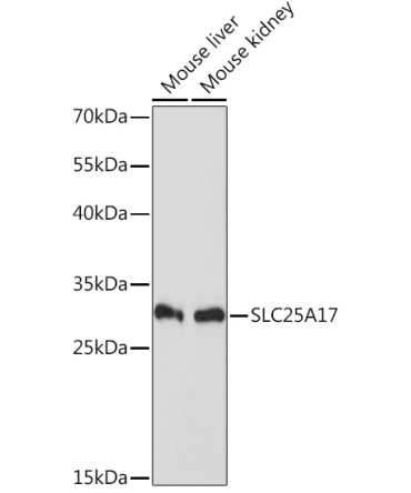 SLC25A17 Rabbit Polyclonal Antibody