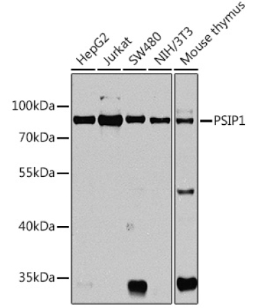 PSIP1 Rabbit Polyclonal Antibody