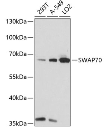 SWAP70 Rabbit Polyclonal Antibody