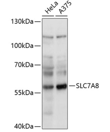 SLC7A8 Rabbit Polyclonal Antibody