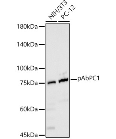 Polyclonal AntibodyPC1 Rabbit Polyclonal Antibody