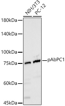 Polyclonal AntibodyPC1 Rabbit Polyclonal Antibody
