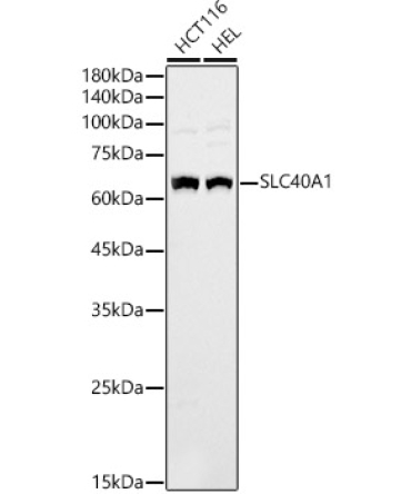 SLC40A1 Rabbit Polyclonal Antibody