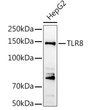 TLR8 Rabbit Polyclonal Antibody