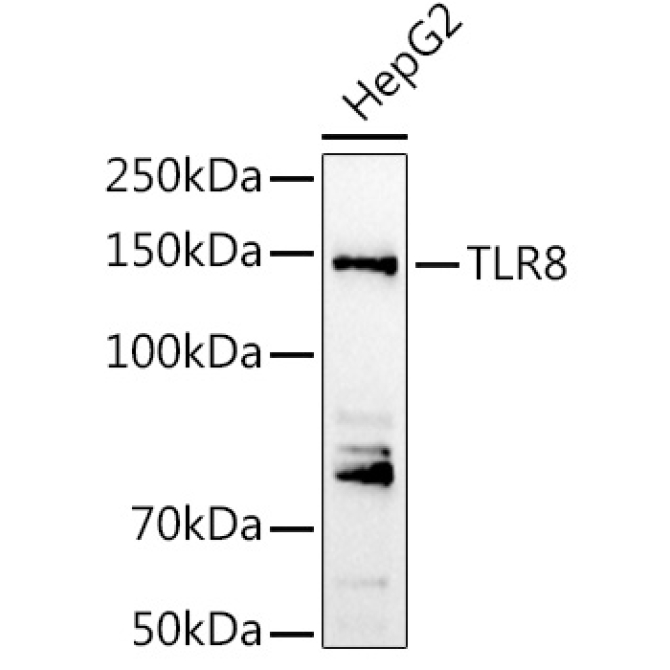 TLR8 Rabbit Polyclonal Antibody