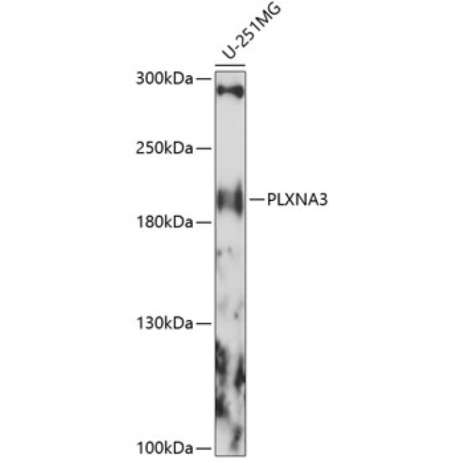 PLXNA3 Rabbit Polyclonal Antibody