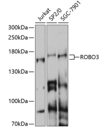 ROBO3 Rabbit Polyclonal Antibody