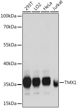 TMX1 Rabbit Polyclonal Antibody