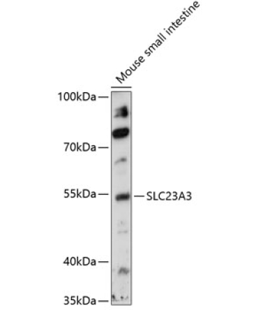 SLC23A3 Rabbit Polyclonal Antibody