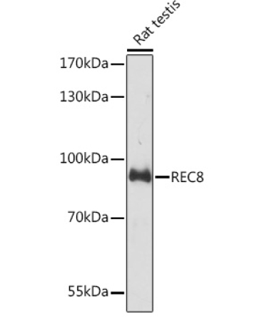 REC8 Rabbit Polyclonal Antibody