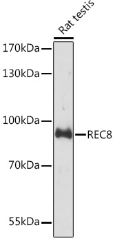 REC8 Rabbit Polyclonal Antibody