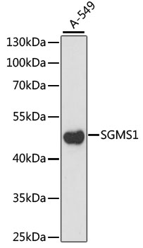 SGMS1 Rabbit Polyclonal Antibody