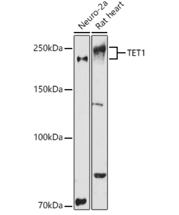 TET1 Rabbit Polyclonal Antibody