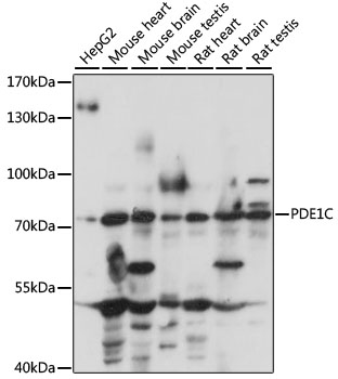 PDE1C Rabbit Polyclonal Antibody