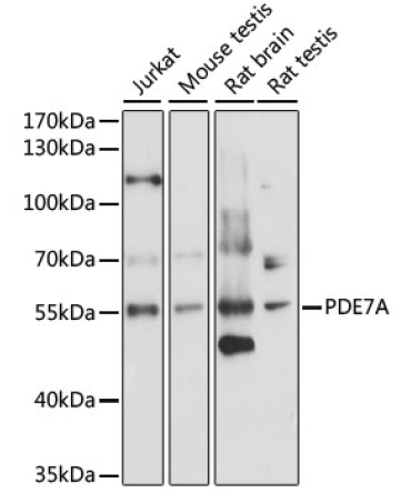 PDE7A Rabbit Polyclonal Antibody