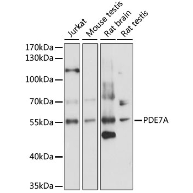 PDE7A Rabbit Polyclonal Antibody