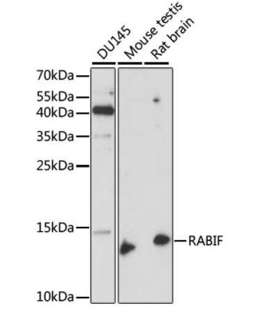 RABIF Rabbit Polyclonal Antibody
