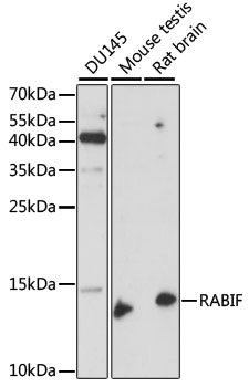 RABIF Rabbit Polyclonal Antibody
