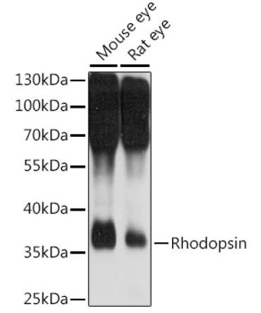 Rhodopsin Rabbit Polyclonal Antibody