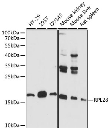 RPL28 Rabbit Polyclonal Antibody