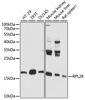 RPL28 Rabbit Polyclonal Antibody