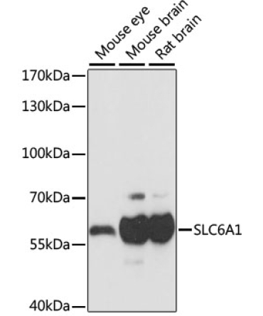 SLC6A1 Rabbit Polyclonal Antibody