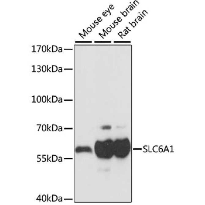 SLC6A1 Rabbit Polyclonal Antibody