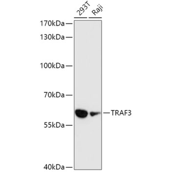 TRAF3 Rabbit Polyclonal Antibody
