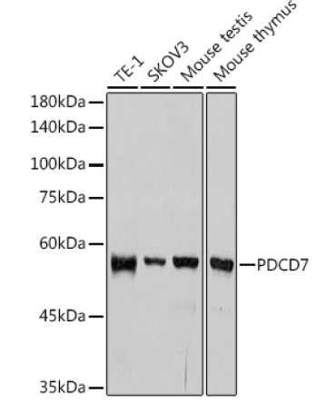 PDCD7 Rabbit Monoclonal Antibody