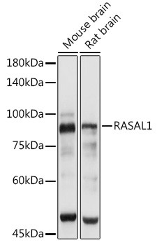 RASAL1 Rabbit Polyclonal Antibody