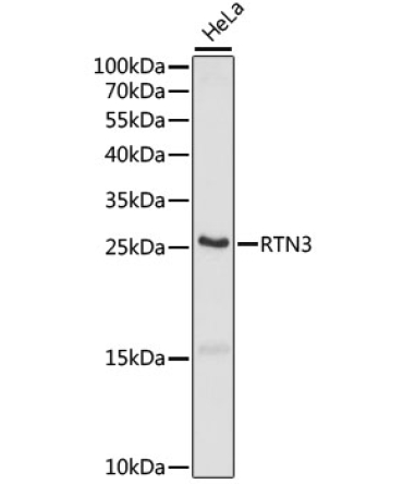 RTN3 Rabbit Polyclonal Antibody