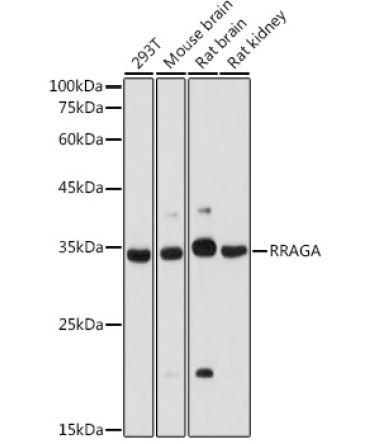 RRAGA Rabbit Polyclonal Antibody