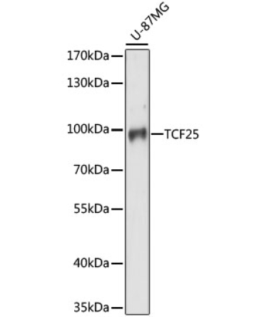 TCF25 Rabbit Polyclonal Antibody