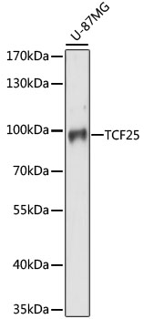 TCF25 Rabbit Polyclonal Antibody