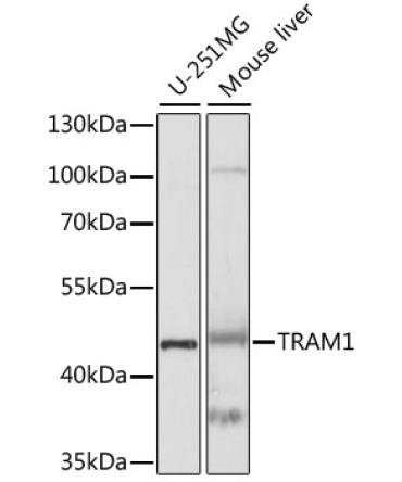 TRAM1 Rabbit Polyclonal Antibody