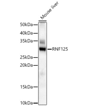 RNF125 Rabbit Polyclonal Antibody