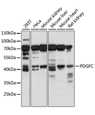 PDGFC Rabbit Polyclonal Antibody