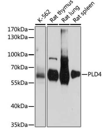PLD4 Rabbit Polyclonal Antibody