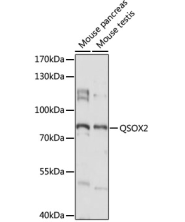 QSOX2 Rabbit Polyclonal Antibody
