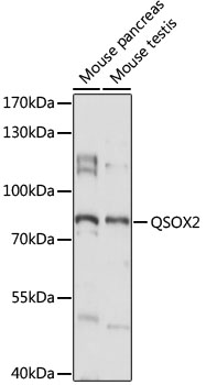 QSOX2 Rabbit Polyclonal Antibody