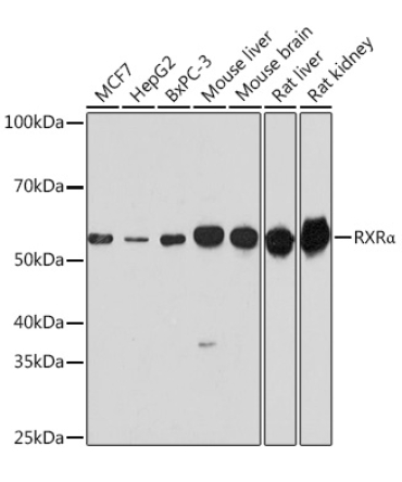 RXRAlpha Rabbit Polyclonal Antibody