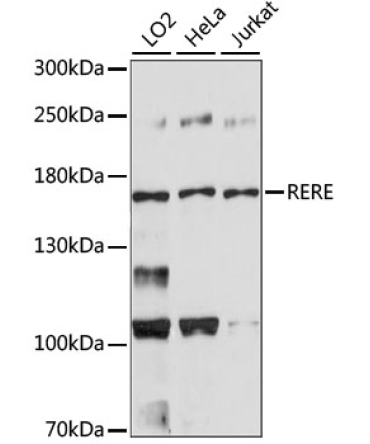 RERE Rabbit Polyclonal Antibody