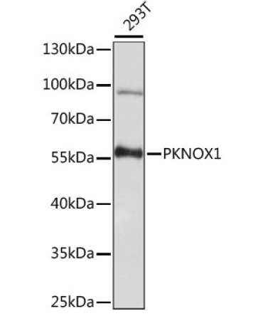 PKNOX1 Rabbit Polyclonal Antibody